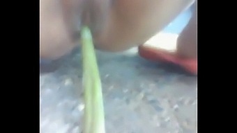 Indian Unsatisfied Bhabhi Fucking Her Pussy With A Bamboo Stick